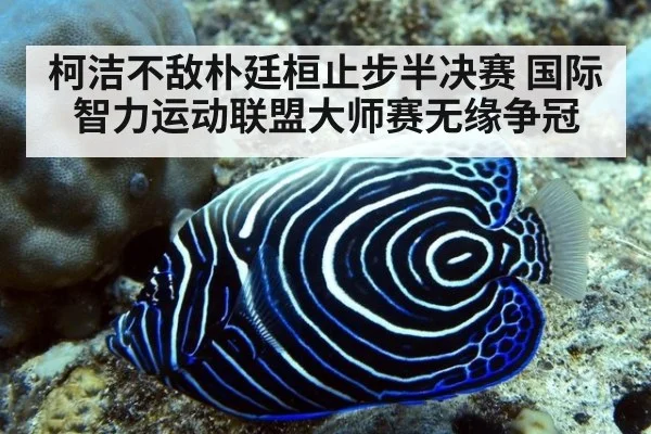 柯洁不敌朴廷桓止步半决赛 国际智力运动联盟大师赛无缘争冠